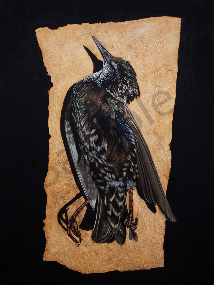 Starling  Art | Warfield Art and Design