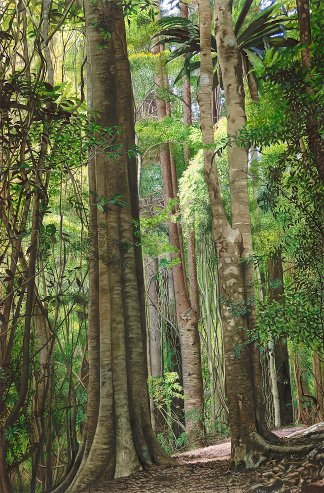 Mt Glorious, Filtered Light Mt Glorious, Filtered Light