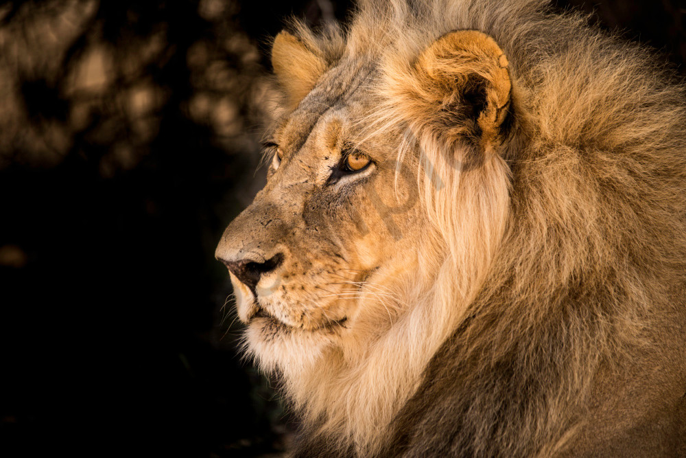 A male lion with large mane from side view, as a photograph art print