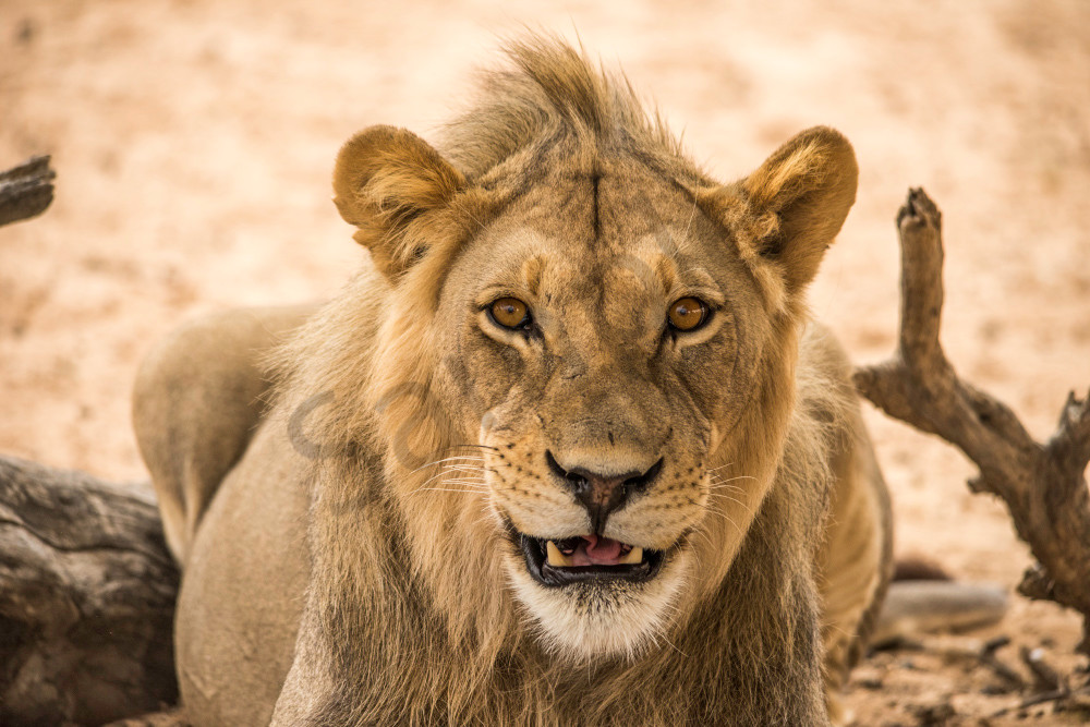 Young lion looking at camera with small grin in an art photograph