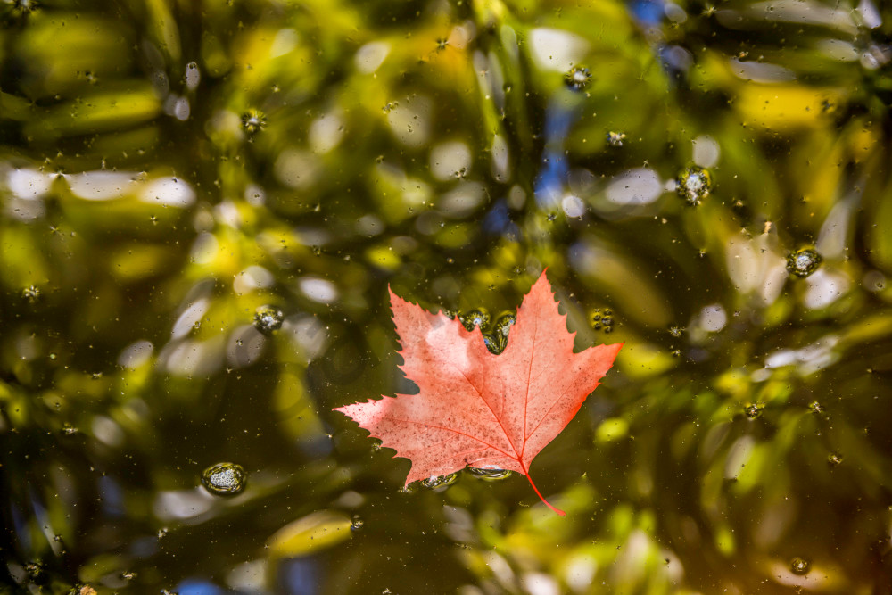 Red leaf floating on abstract looking water.