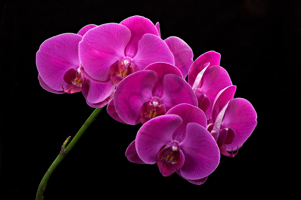 Many Purple Orchids Photography Art | frednewmanphotography