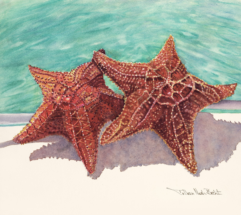 sea stars, bahamas, art, prints,