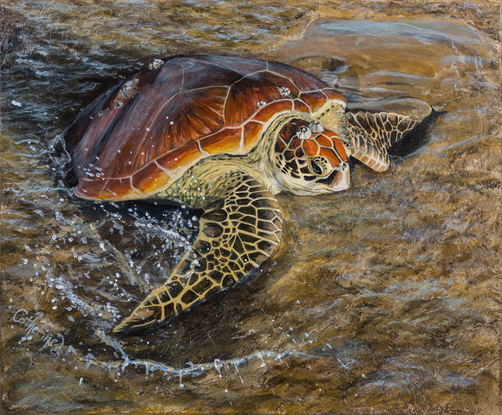 Turtle on Low Tide