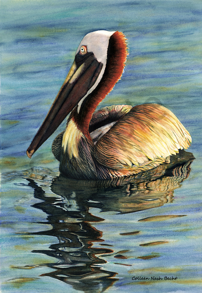 Pelican Art | ColleenNashBecht
