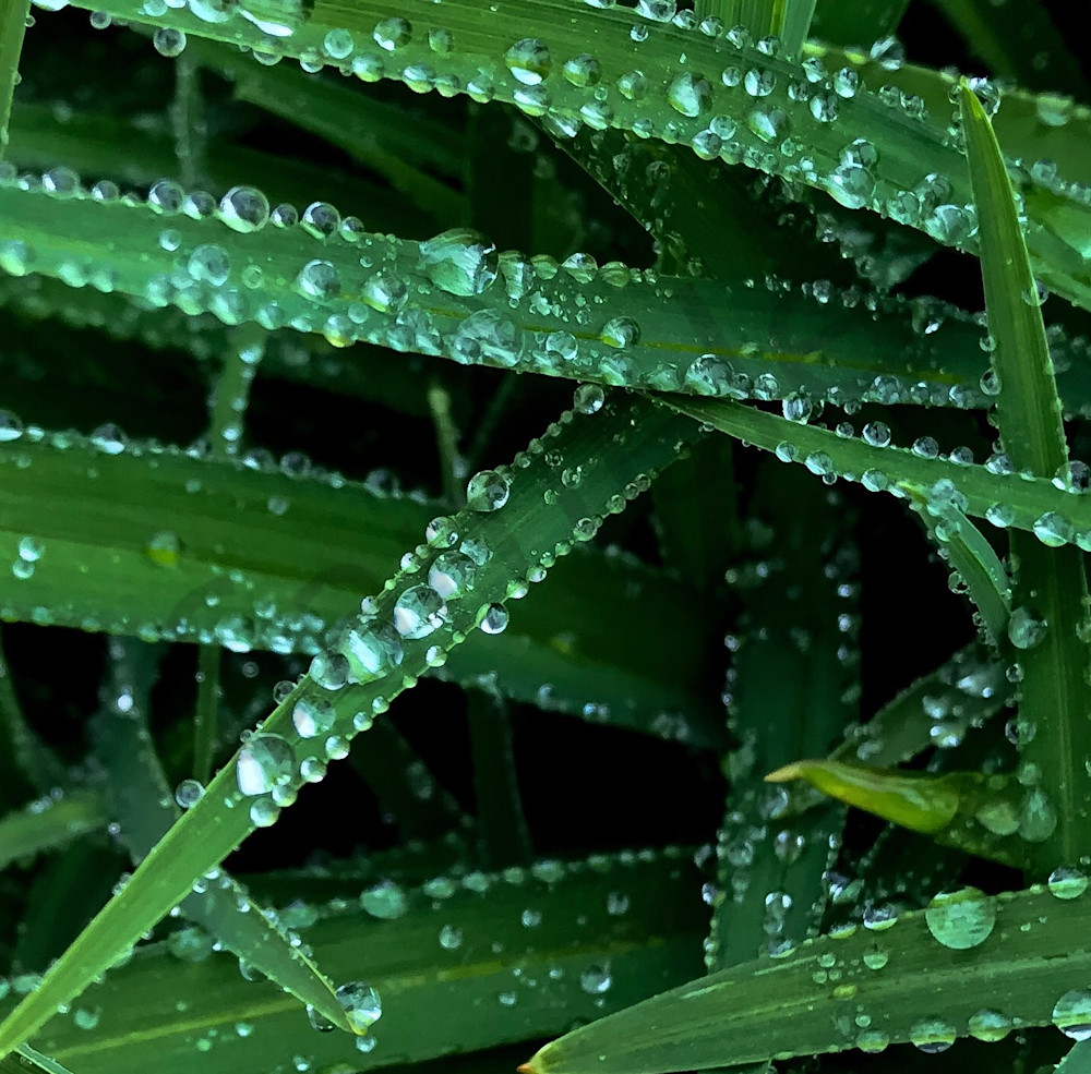 Leaves full of Jewels Leaves full of Jewels