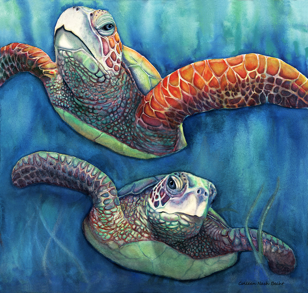 Buds Sea Turtles Art | ColleenNashBecht