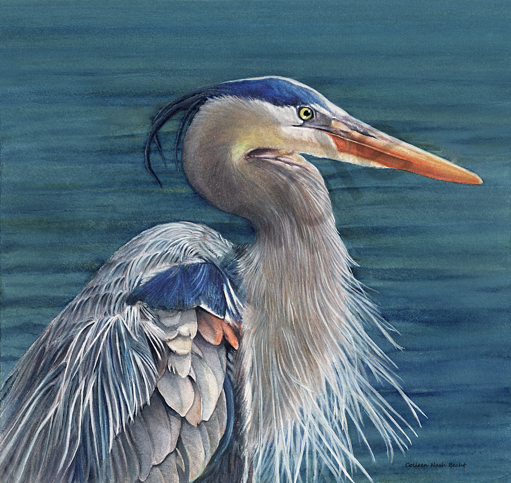 Blue Heron Art | ColleenNashBecht