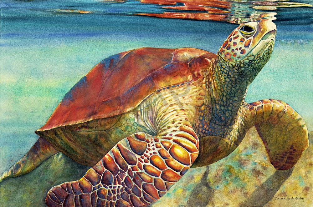 Surface To Air Sea Turtle Art | ColleenNashBecht