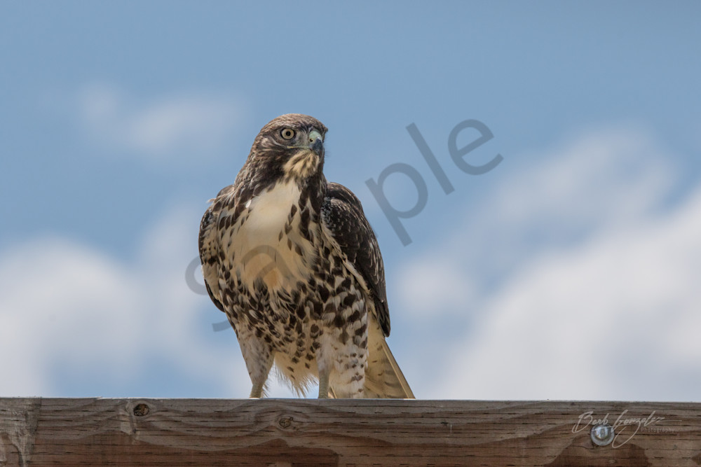 Juvenile Red Tailed Hawk Photo for sale by Barb Gonzalez