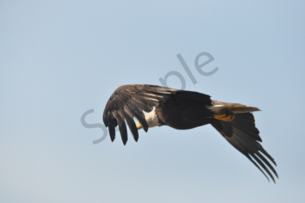 Grace in Flight 4 - Product #1259739 - MH Photography Grace in Flight 4 - Product #1259739 - MH Photography