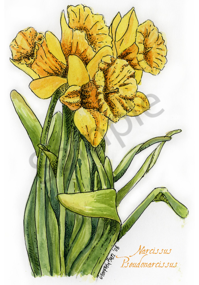 March   Daffodil Art | Geoffrey Butz Art & Design Inc