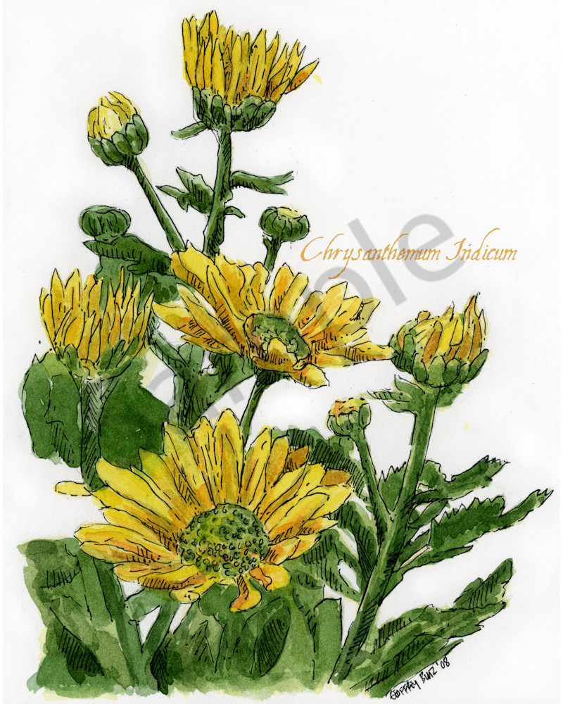 Nov   Chrysanthemum Art | Geoffrey Butz Art & Design Inc