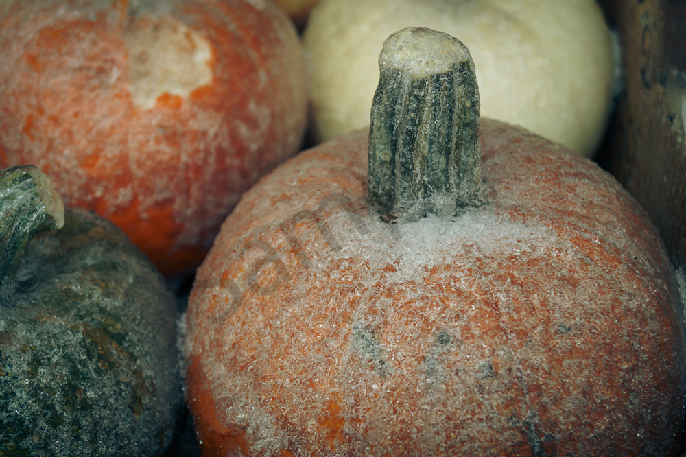 Frosty Pumpkins Photography Art | Sage & Balm Photography