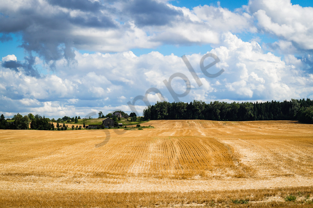 Summer Wheat Fields Photography Art | Sage & Balm Photography