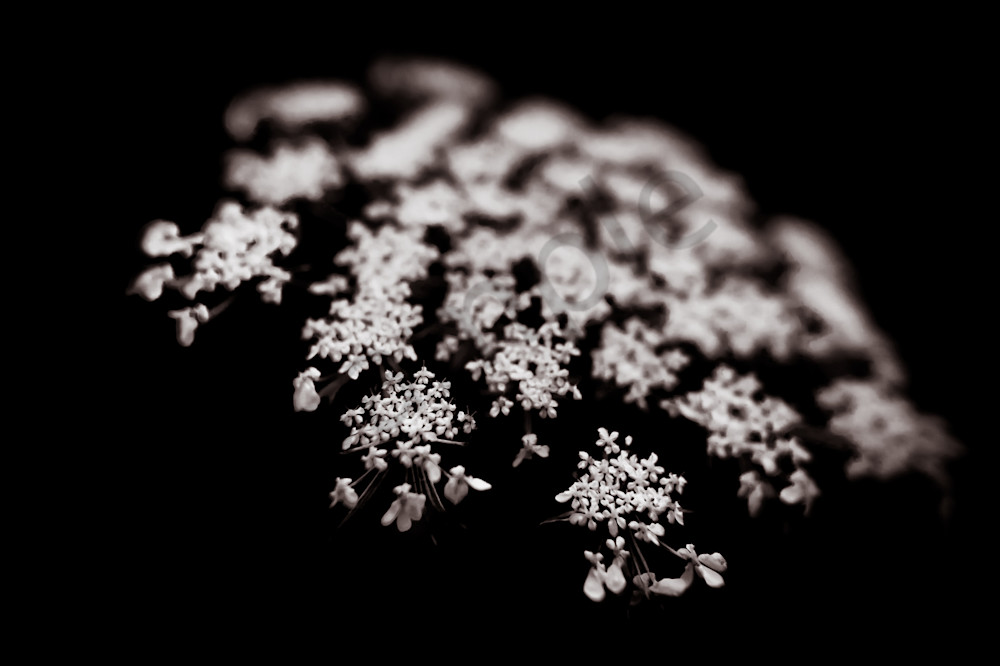 Black & white Queen Anne's lace floral photograph for sale | Sage & Balm Photography