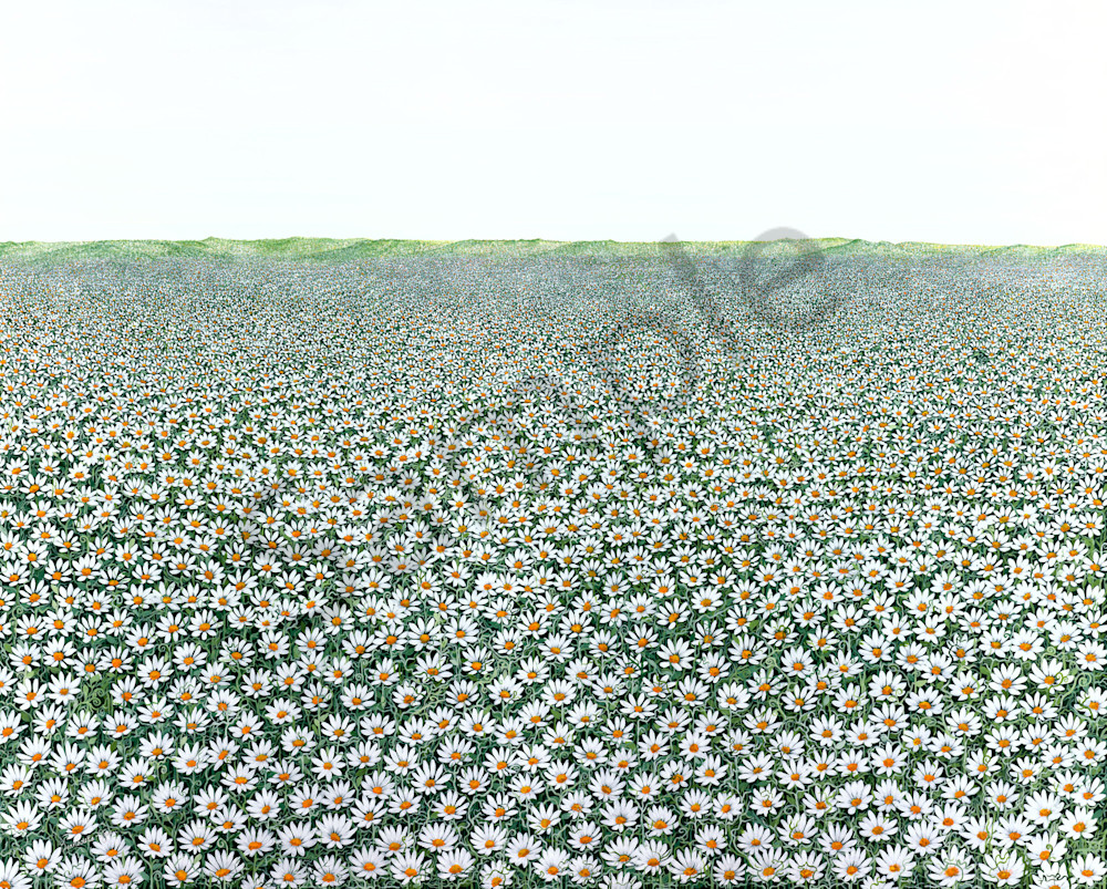 A Field of Daisies A Field of Daisies