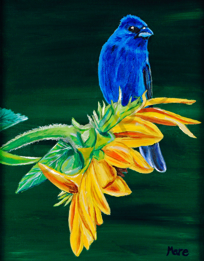 Original acrylic painting of Indigo Bunting and Sunflower by Mary Anne Hjelmfelt, print reproductions in many sizes and materials. Original acrylic painting of Indigo Bunting and Sunflower by Mary Anne Hjelmfelt, print reproductions in many sizes and materials.
