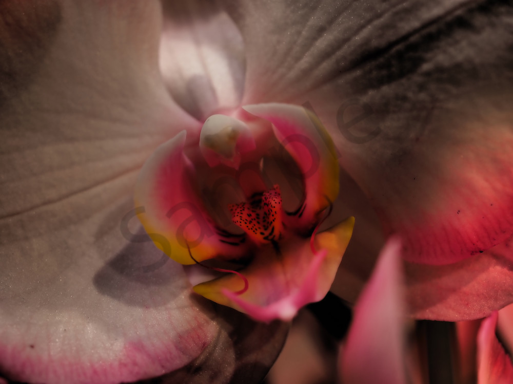 Dregun | Dewey | Dewey Mann | Art | Photography | Fineart | Dewey Mann Art |