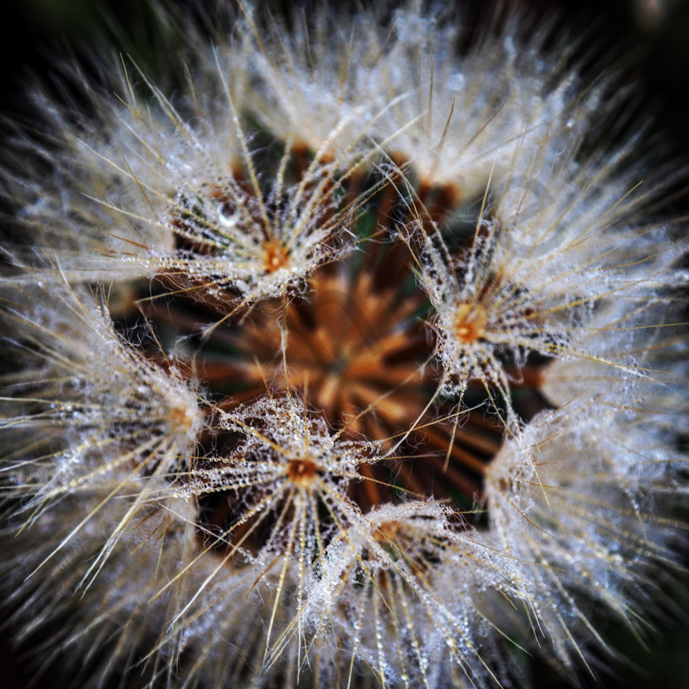 Frailty | Photography | Macro photography | Nature | Wildlife | Outdoors | Art | Fineart | Dewey | Dewey Mann | Dewey Mann Art 