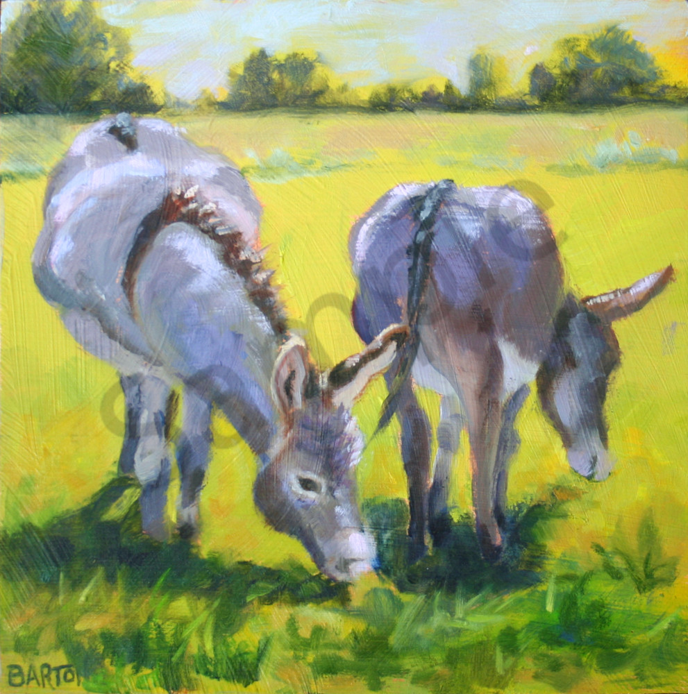 donkey, burro, grazing