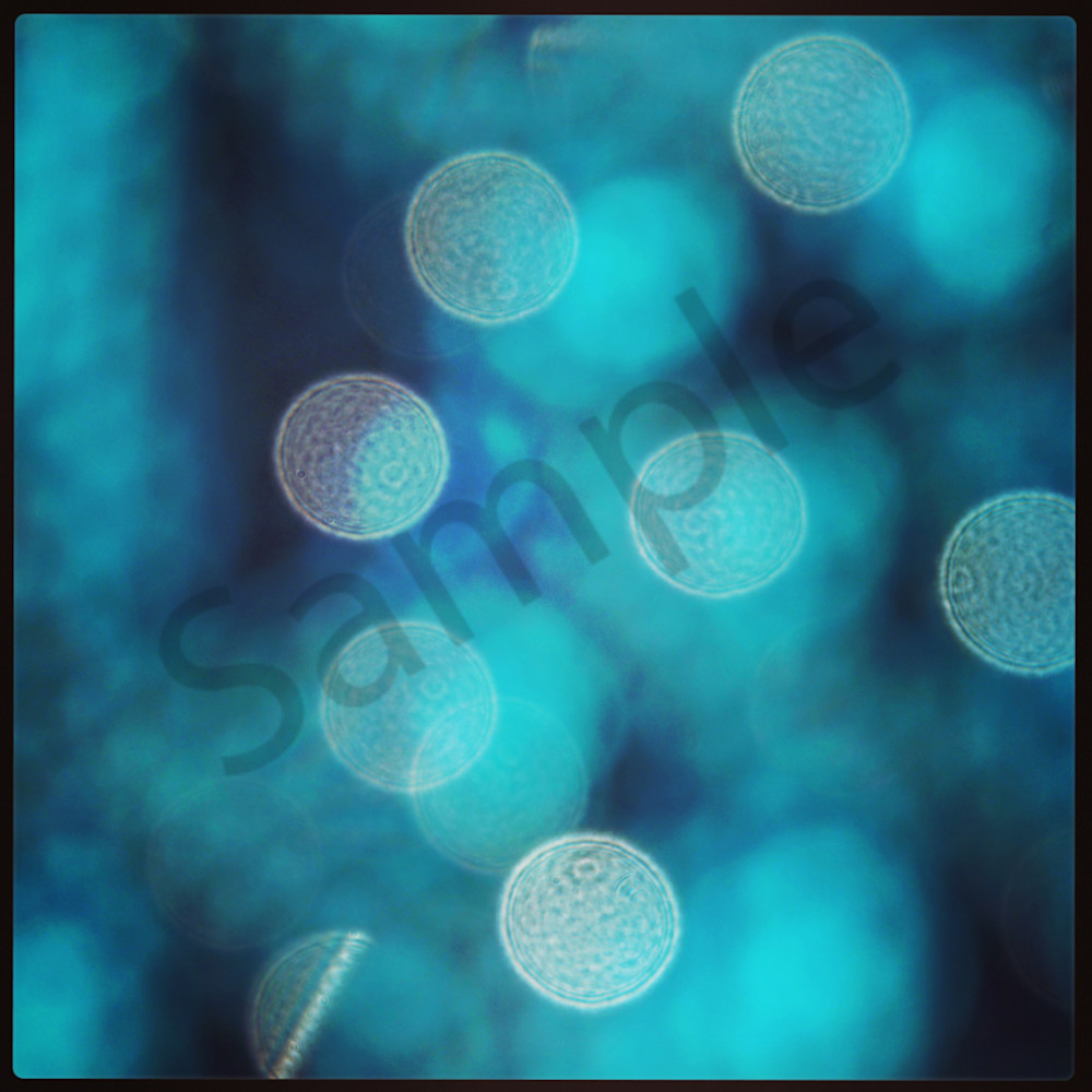 Fokus | Photography | Macro photography | creative | macro | bokeh | Dewey | Dewey Mann | Limited edition |