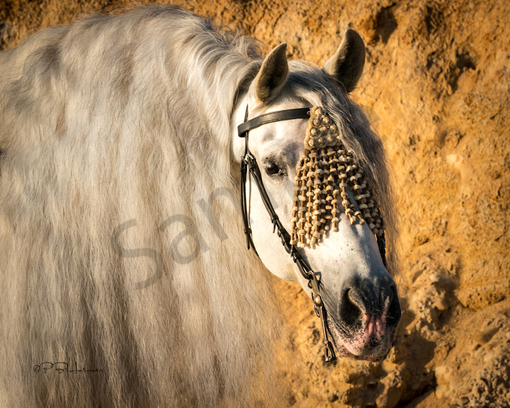 Portrait Of Andalusian Stallion Photography Art | HoofPrintsFineArt