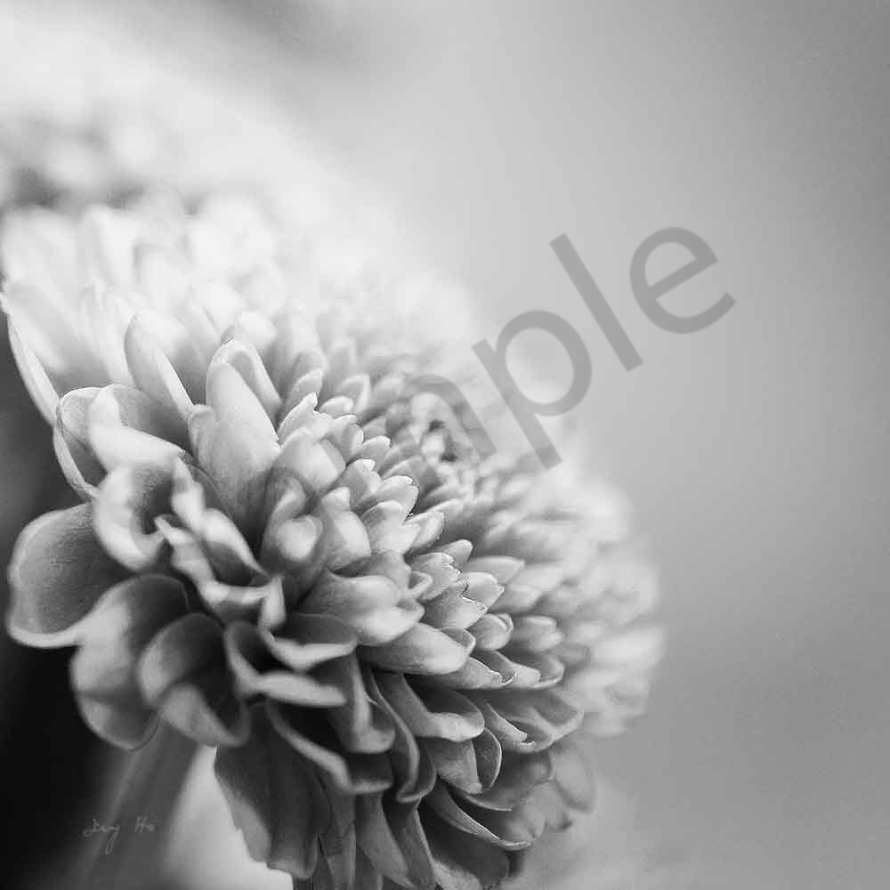 Chrysanthemum Art | AngsanaSeeds Photography