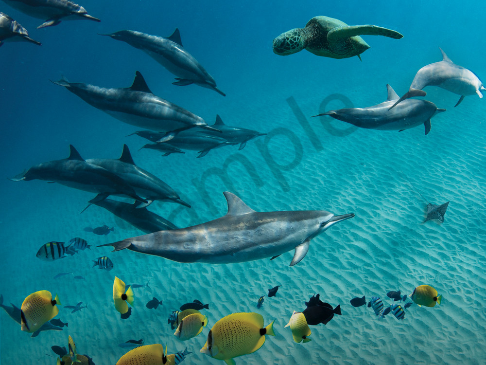 Marine Life Photography | Daily Commute by Michael Hardie