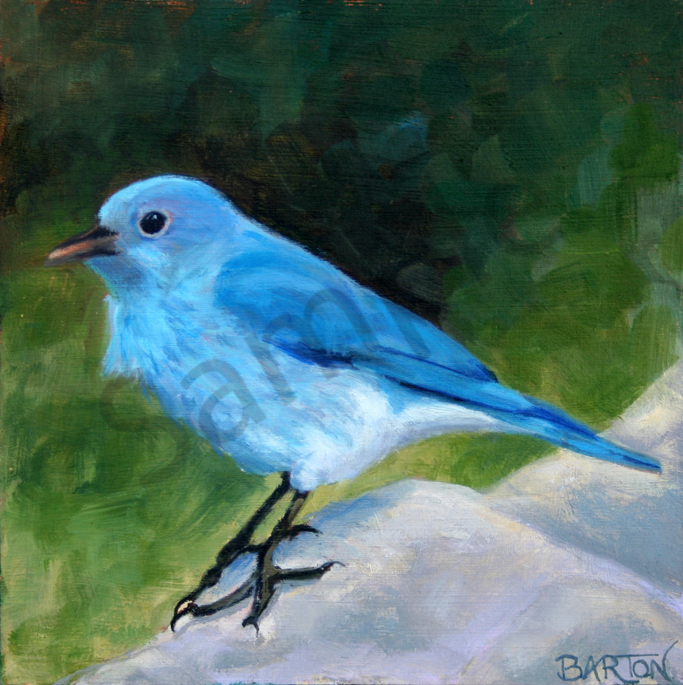 bluebird, standing, tweet