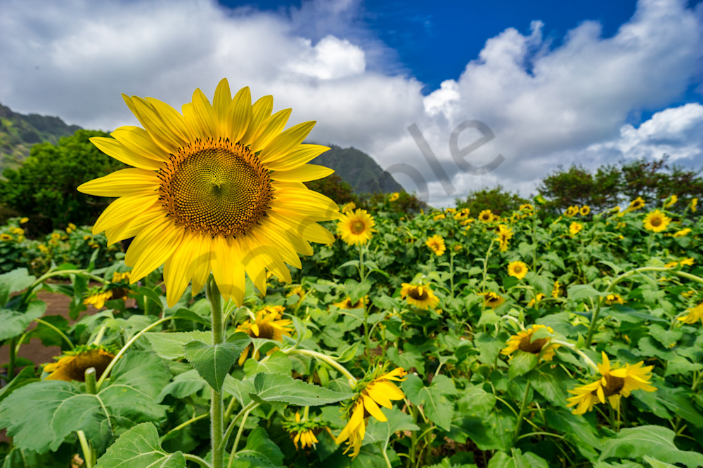 Hawaii Photography | Waimanalo Sunflowers by Peter Tang