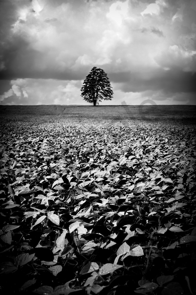 The Lone Tree Photography Art | Sage & Balm Photography
