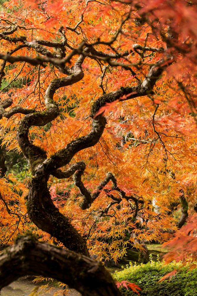 Japanese Maple Tree Photography Art | Barb Gonzalez Photography
