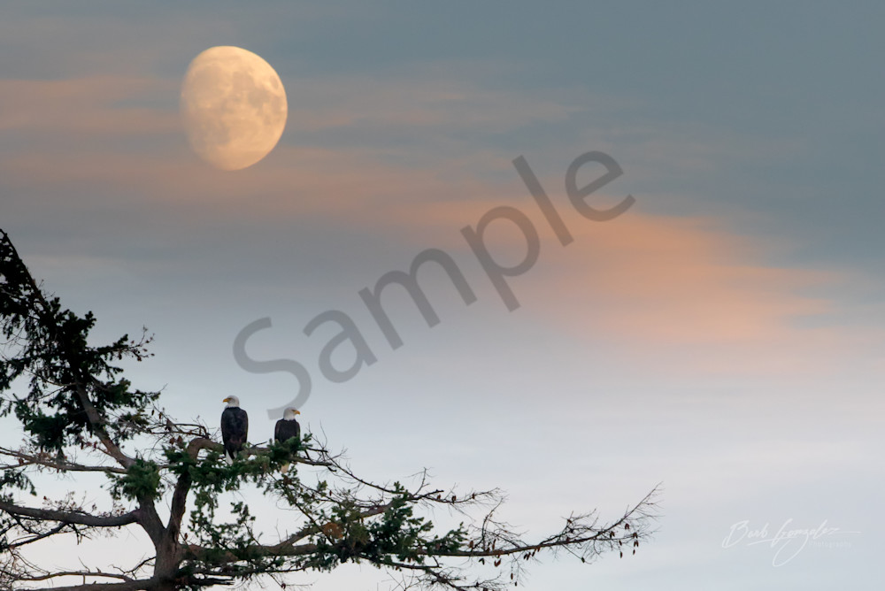 Bald Eagles With Sunset Moon   Horizontal Photography Art | Barb Gonzalez Photography