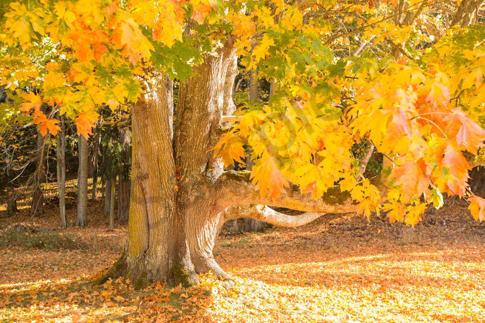 Giant Maple Autumn Colors Photo | Barb Gonzalez Photography