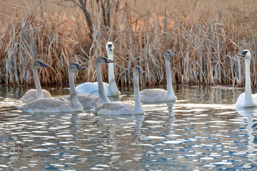 Swan Valley Swans Photography Art | Swan Valley Photo