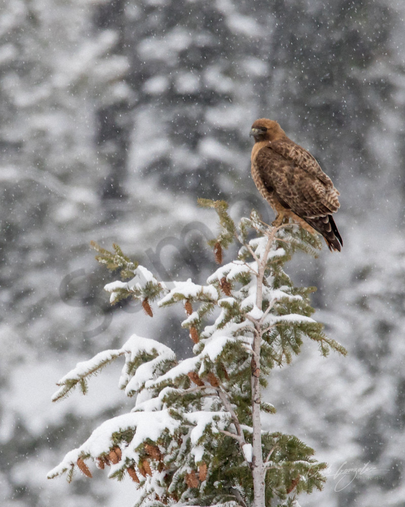 Snowy Hawk Photography Art | Barb Gonzalez Photography