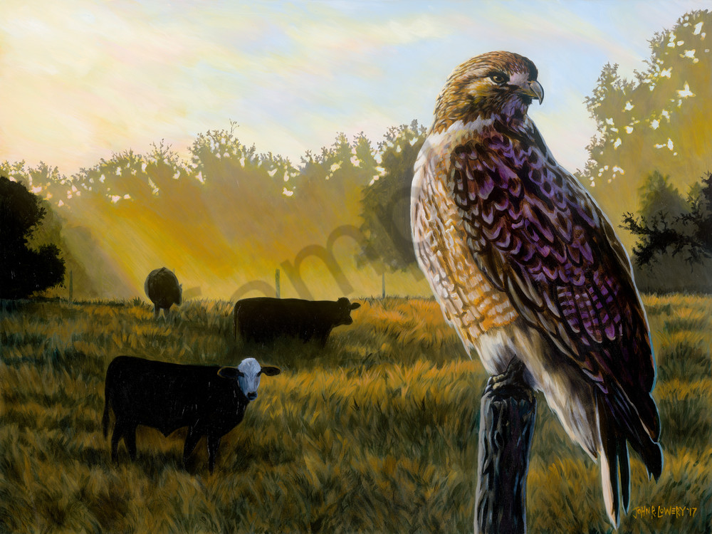 Painting of a hawk on a fence post with a pasture in the background, for sale as art prints.