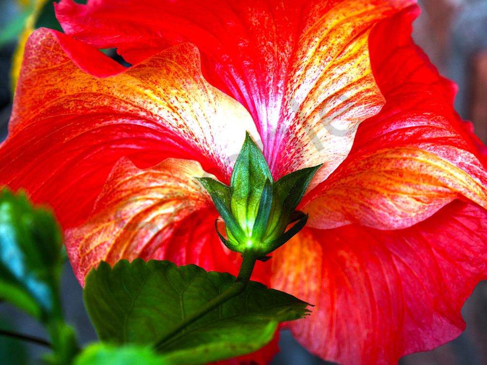 GrownBeauty | Dewey Mann | Photography | Dewey Mann Art | Limited Edition | Prints |