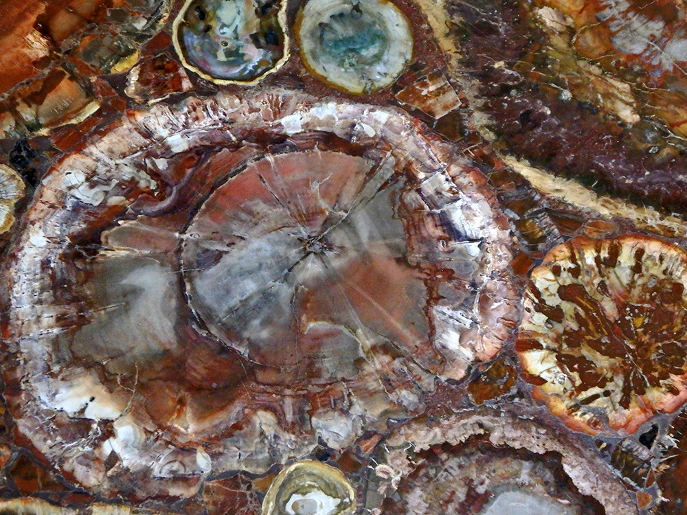 Petrified Wood Abstract