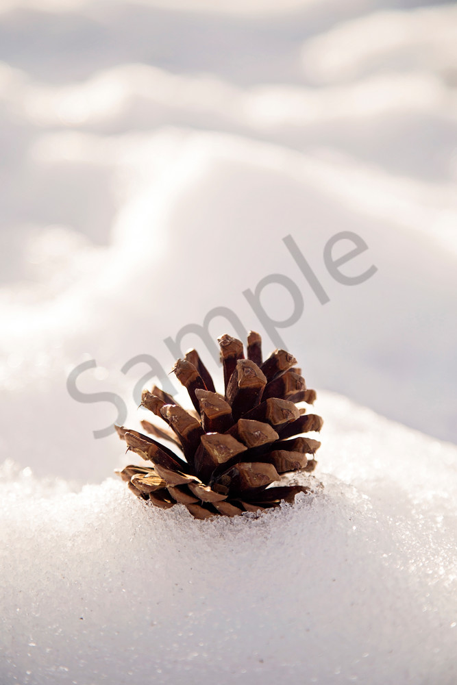 Pinecone in the Snow Pinecone in the Snow