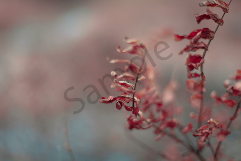 Red Blaze Photography Art | Sage & Balm Photography