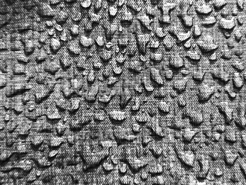 Spotty | Dewey Mann Art | Photography | 