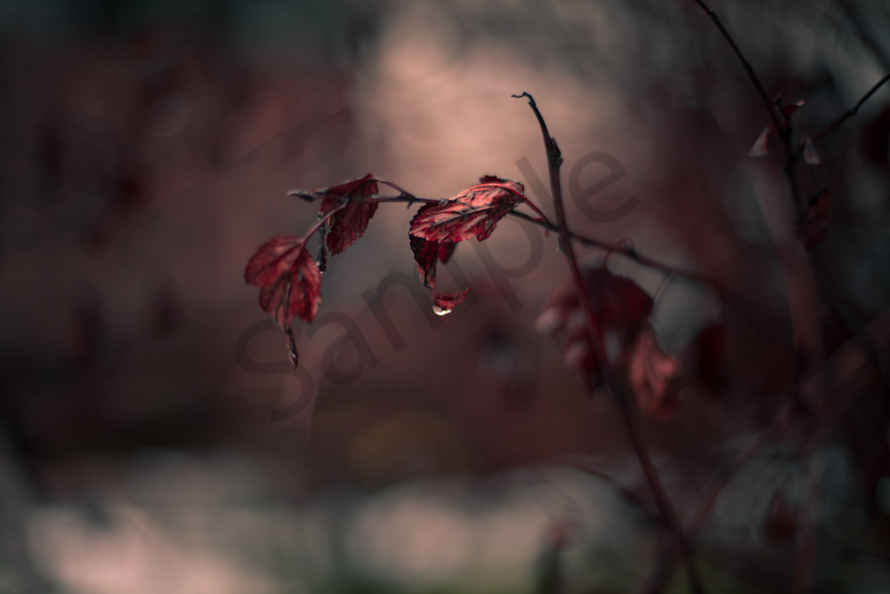 Late Winter Leaves Photography Art | Sage & Balm Photography
