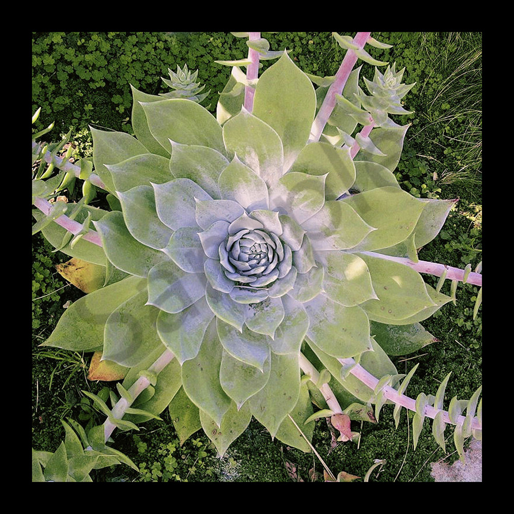 Zen Succulent Photograph for Sale as Fine Art Zen Succulent Photograph for Sale as Fine Art