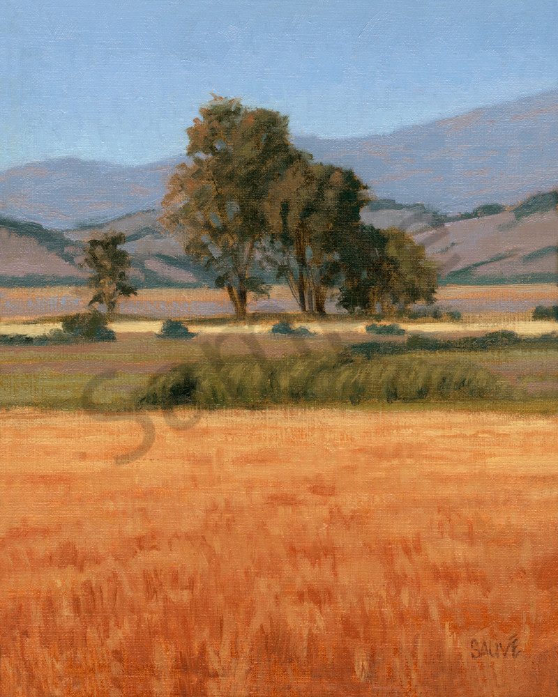 Summertime Fields and Trees | Northern California Painting 