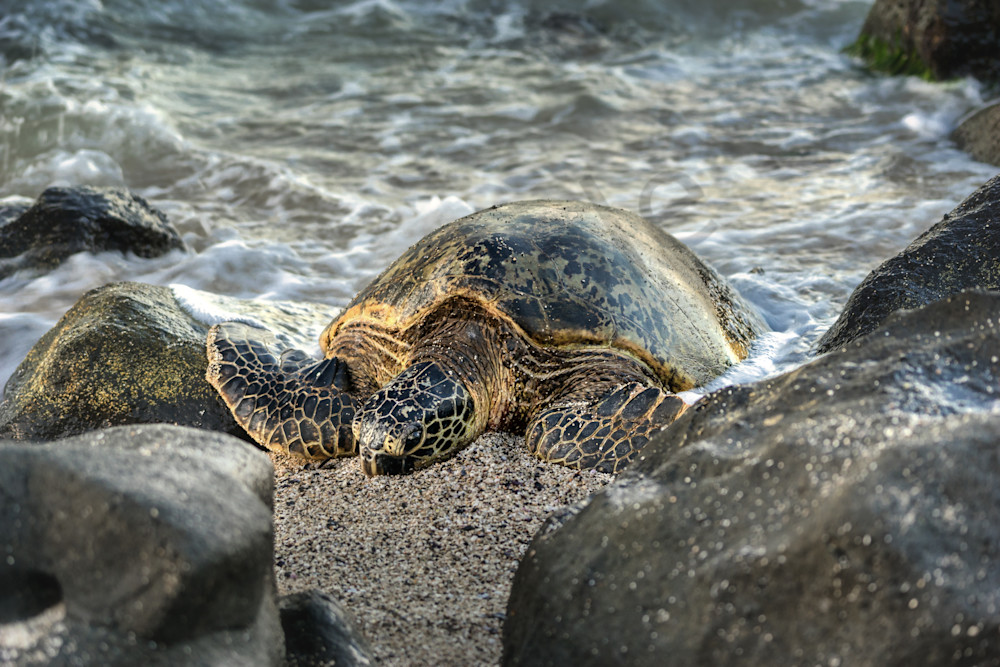 Hawaii Photography | Honu Sandy Bed by Peter Tang