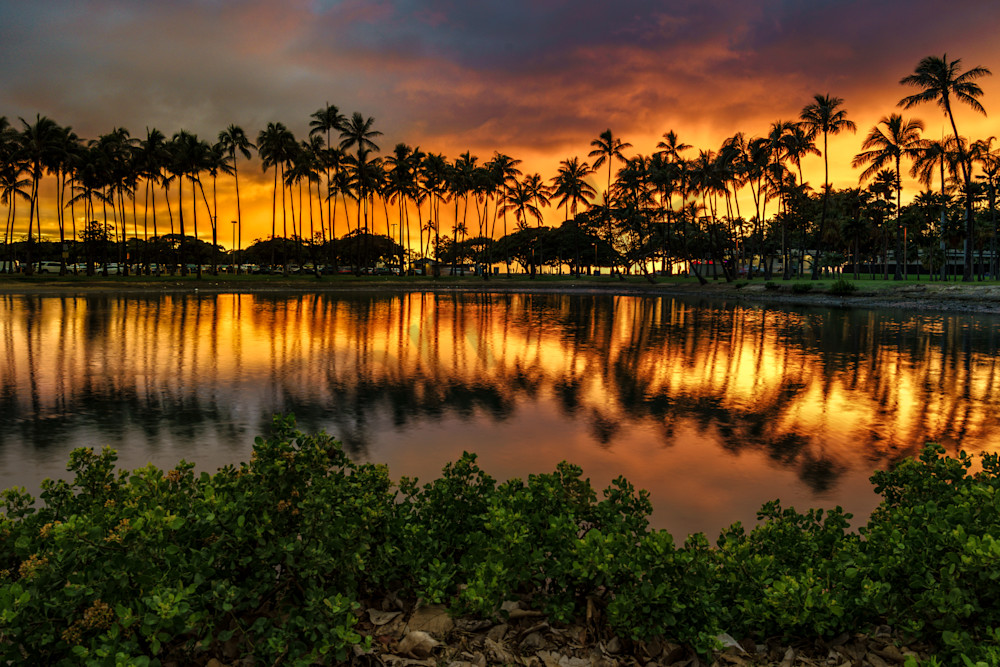 Hawaii Photography | Palm Trees of Ala Moana by Peter Tang