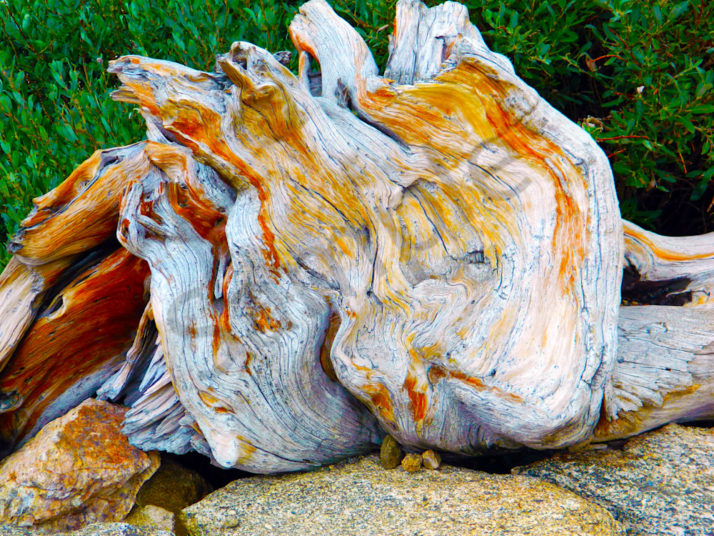 Tree Line Stump Mt. Evans - Photograph | Dewey Mann Art. Limited Edition Collection Photography by Artist Photographer Dewey Mann, Denver Colorado!