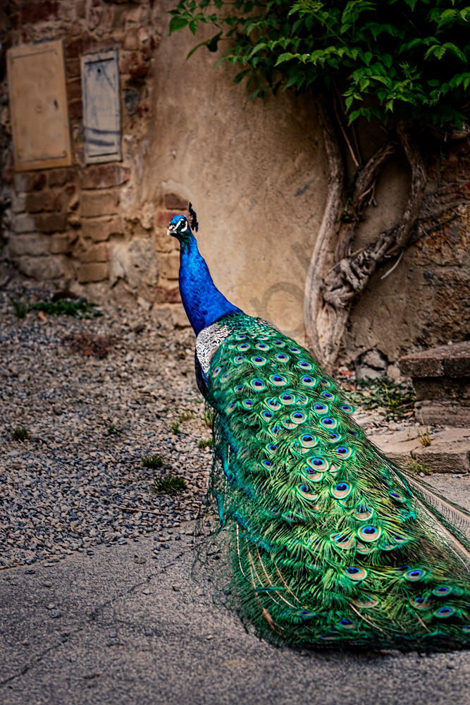 Strolling Italian Peacock 8732 Photography Art | Bridget Karam Photography